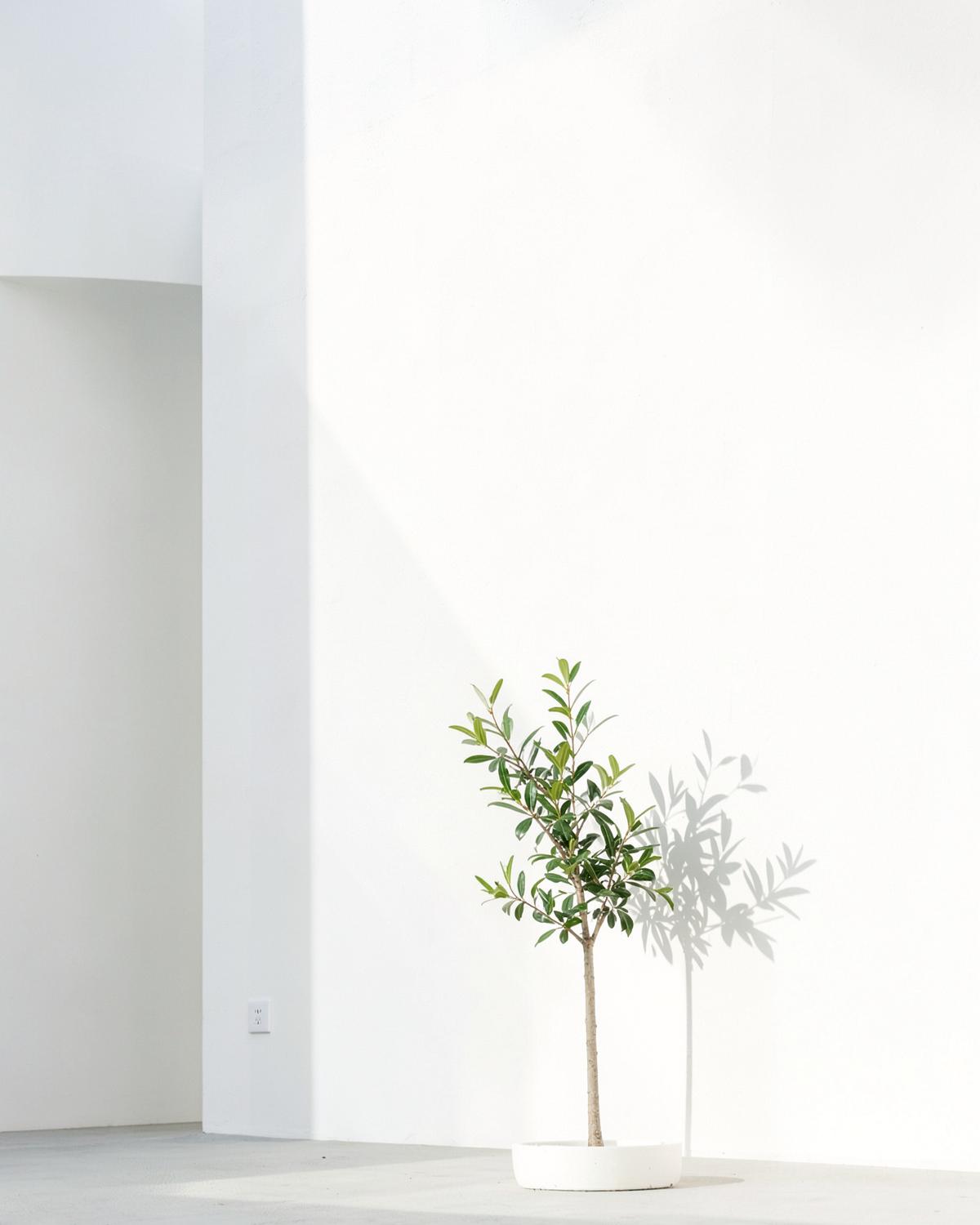 Clean & Minimal photography style
